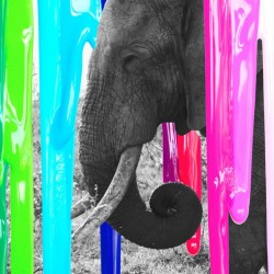 Brushed Elephant